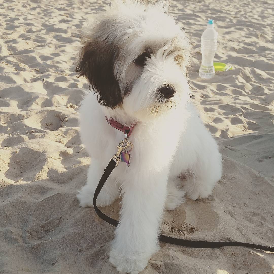 11927485_10206109142064854_822903940839119202_o